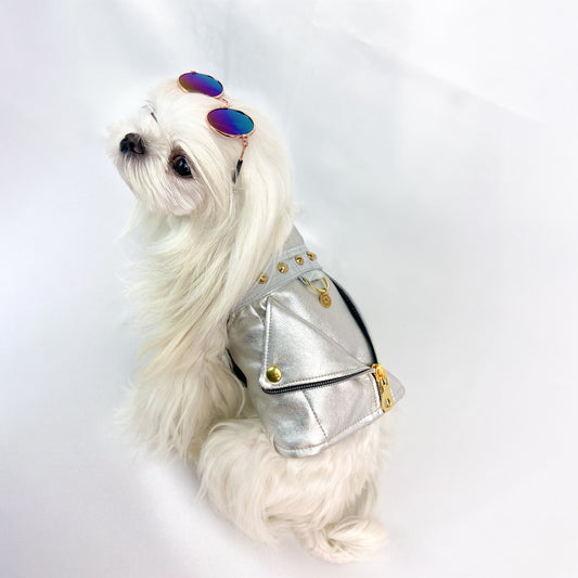 Maltese con il Baukiodino Silver e gli occhiali da sole