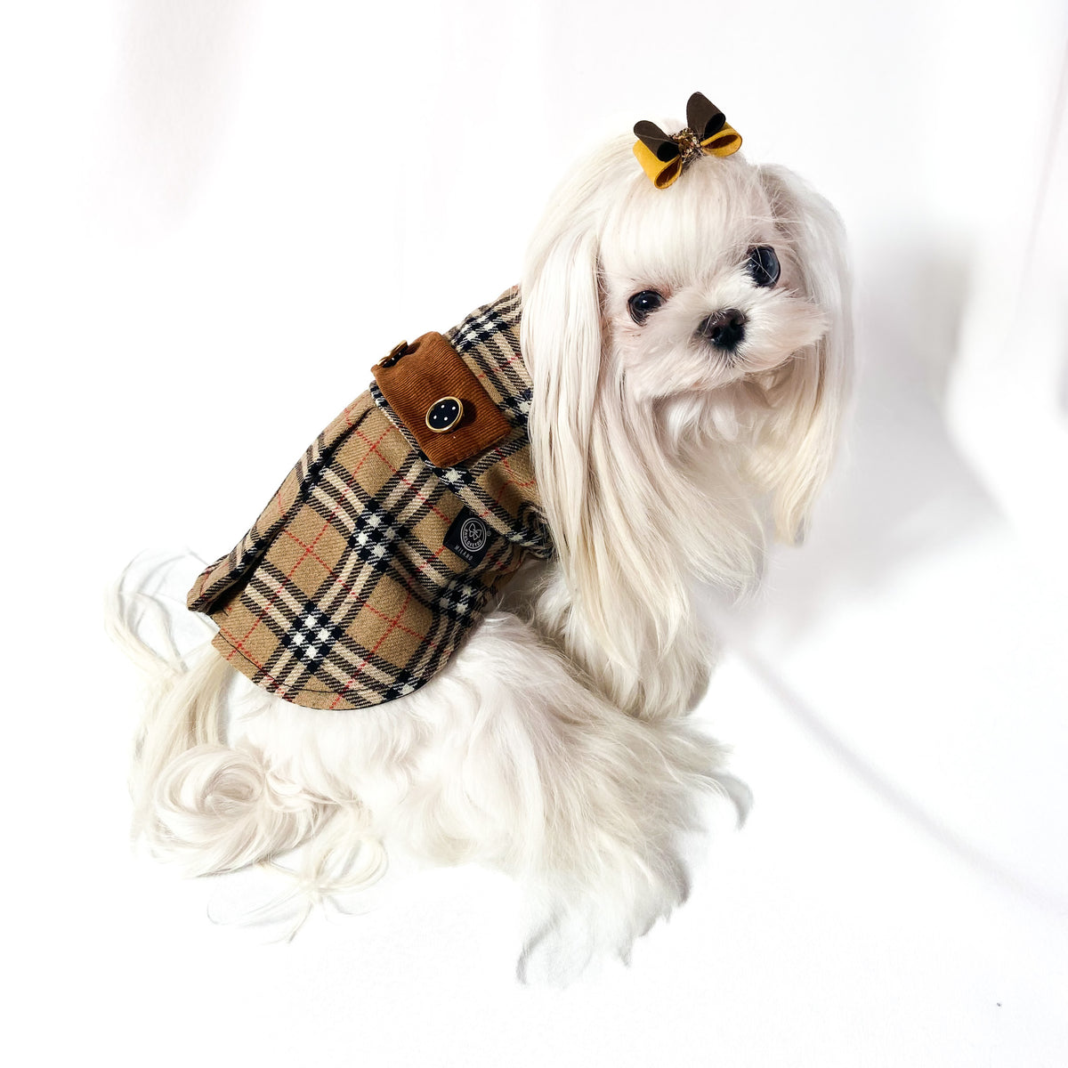 Maltese con fiocchetto indossa il Cappottino Britannia scozzese beige, vista di profilo
