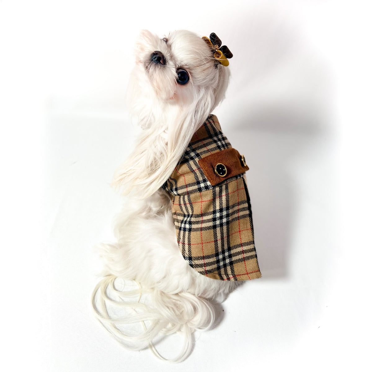 Maltese visto dall'alto con il Cappottino Britannia in tessuto scozzese beige