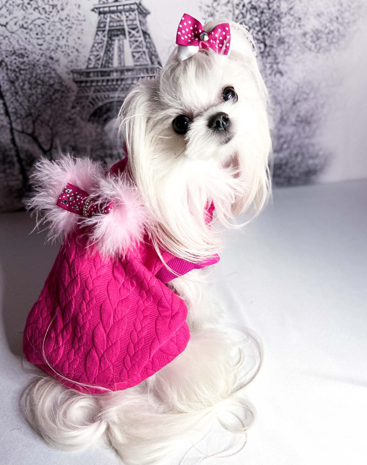 Maltese con la Felpa Miram fucsia e il fiocco con piume rosa