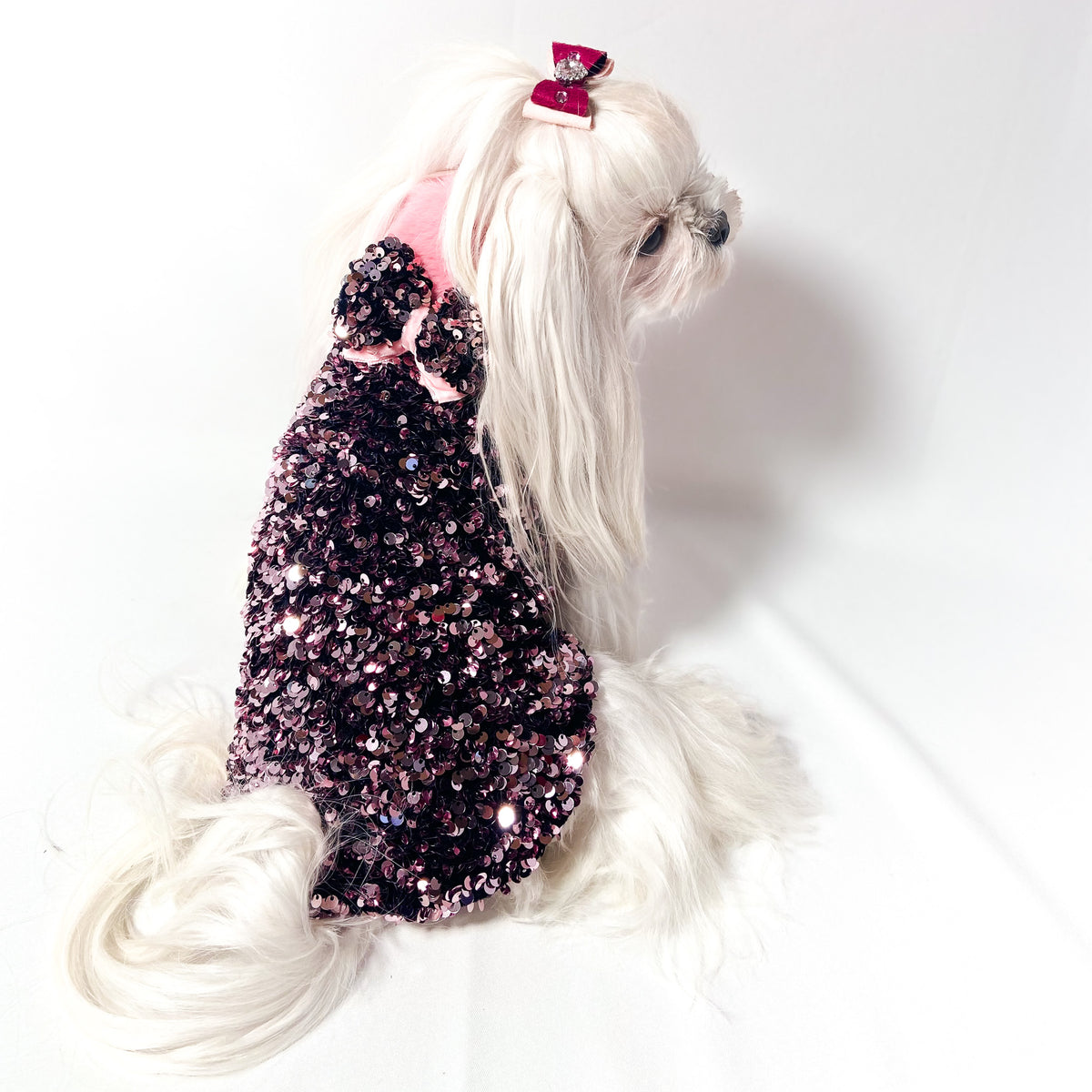 Maltese con il Maglioncino Althena rosa visto di profilo