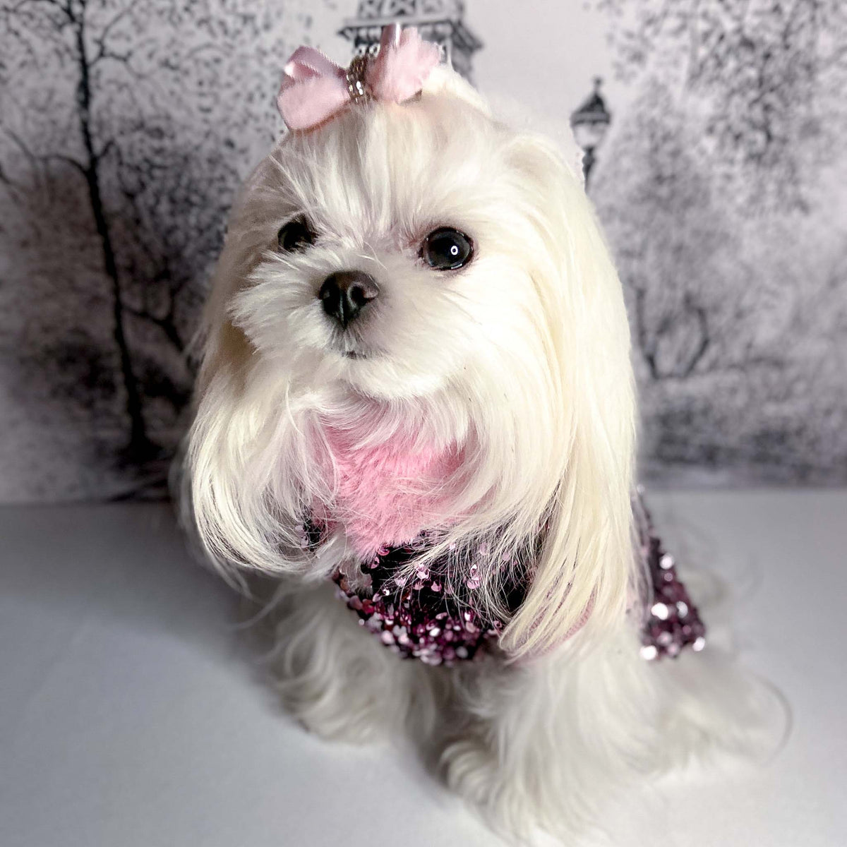 Maltese con il Maglioncino Althena rosa
