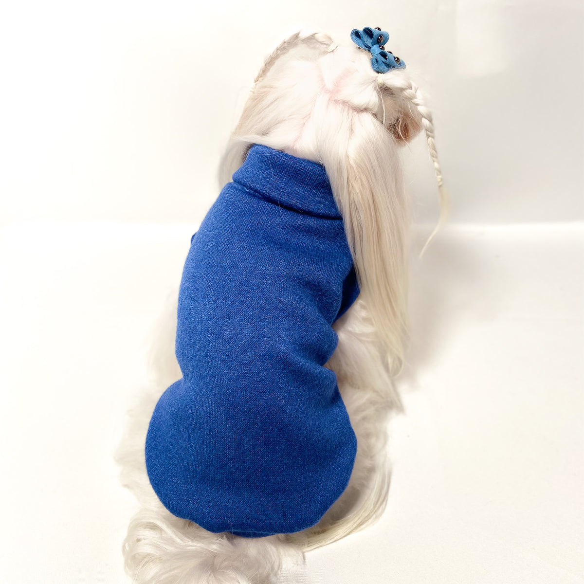 Maltese con il Maglioncino Berberis blu