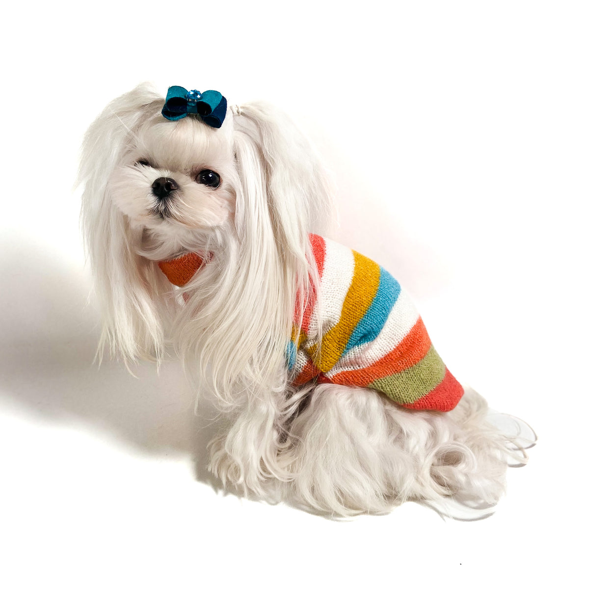 Maltese con il Maglioncino Bletilla a righe arancio, senape e turchese