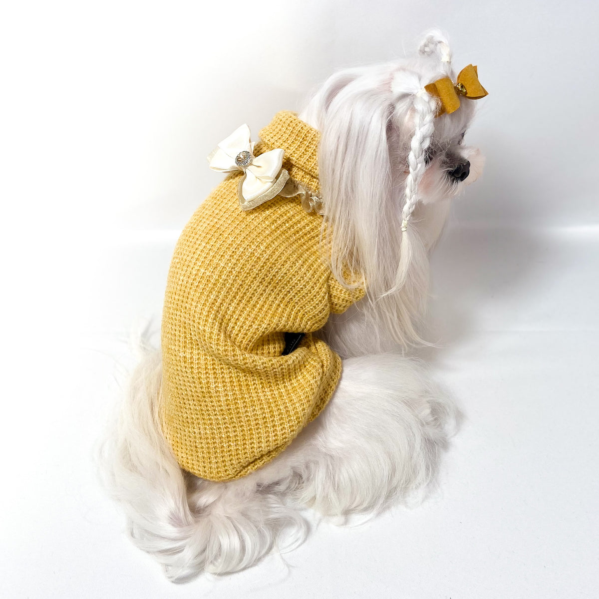 Maltese con il Maglioncino Daphne senape