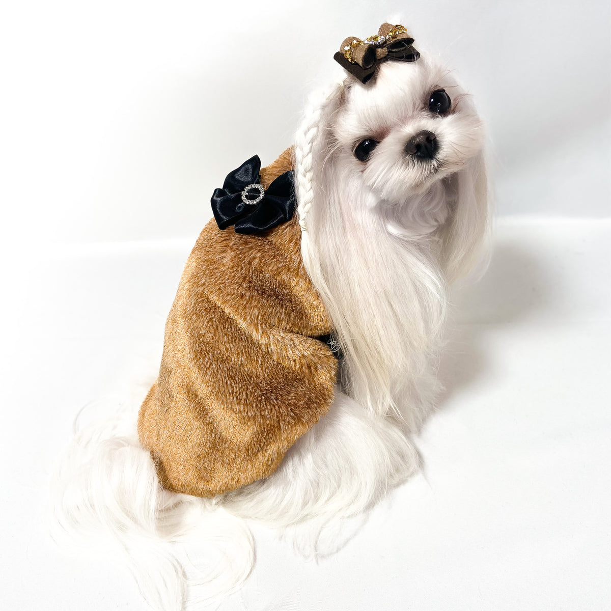 Maltese con il Maglioncino Jasmine biscotto