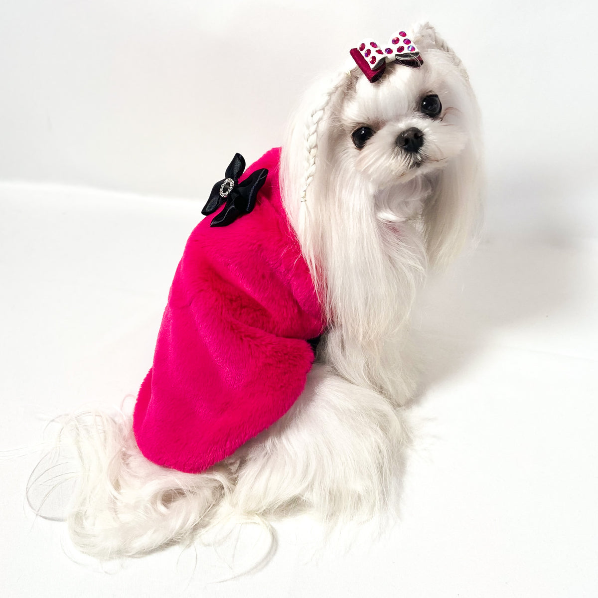 Maltese con il Maglioncino Jasmine fucsia