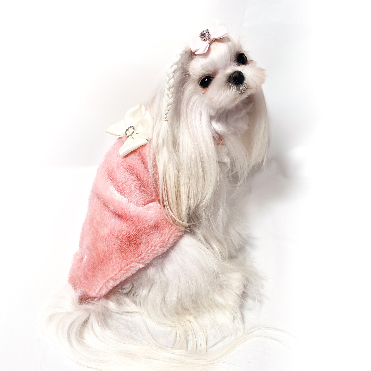 Maltese con il Maglioncino Jasmine rosa