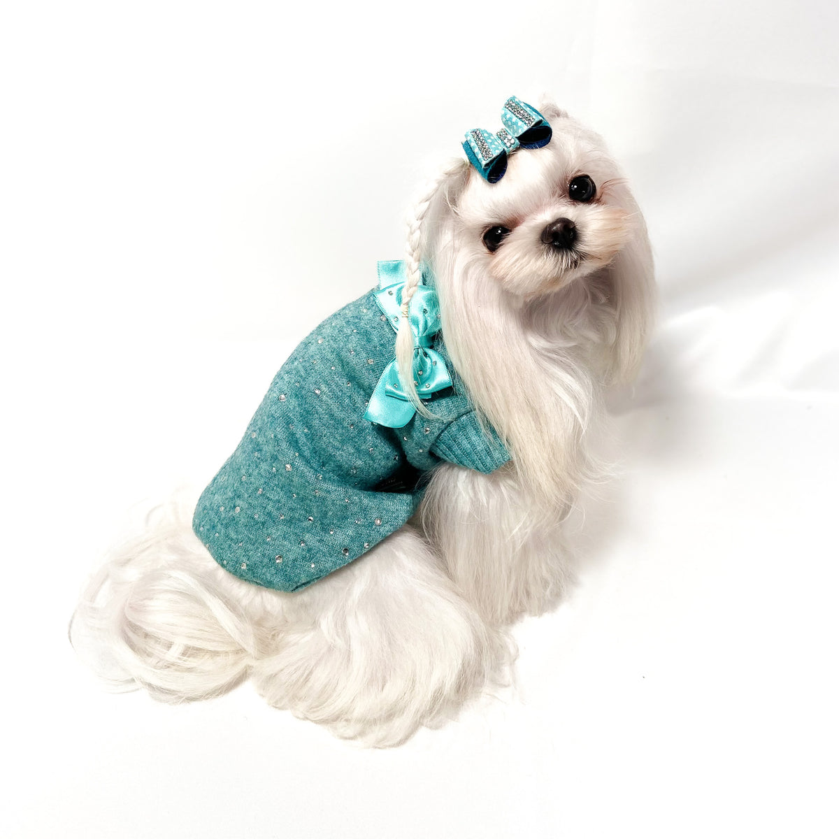 Maltese con il Maglioncino Stellar turchese