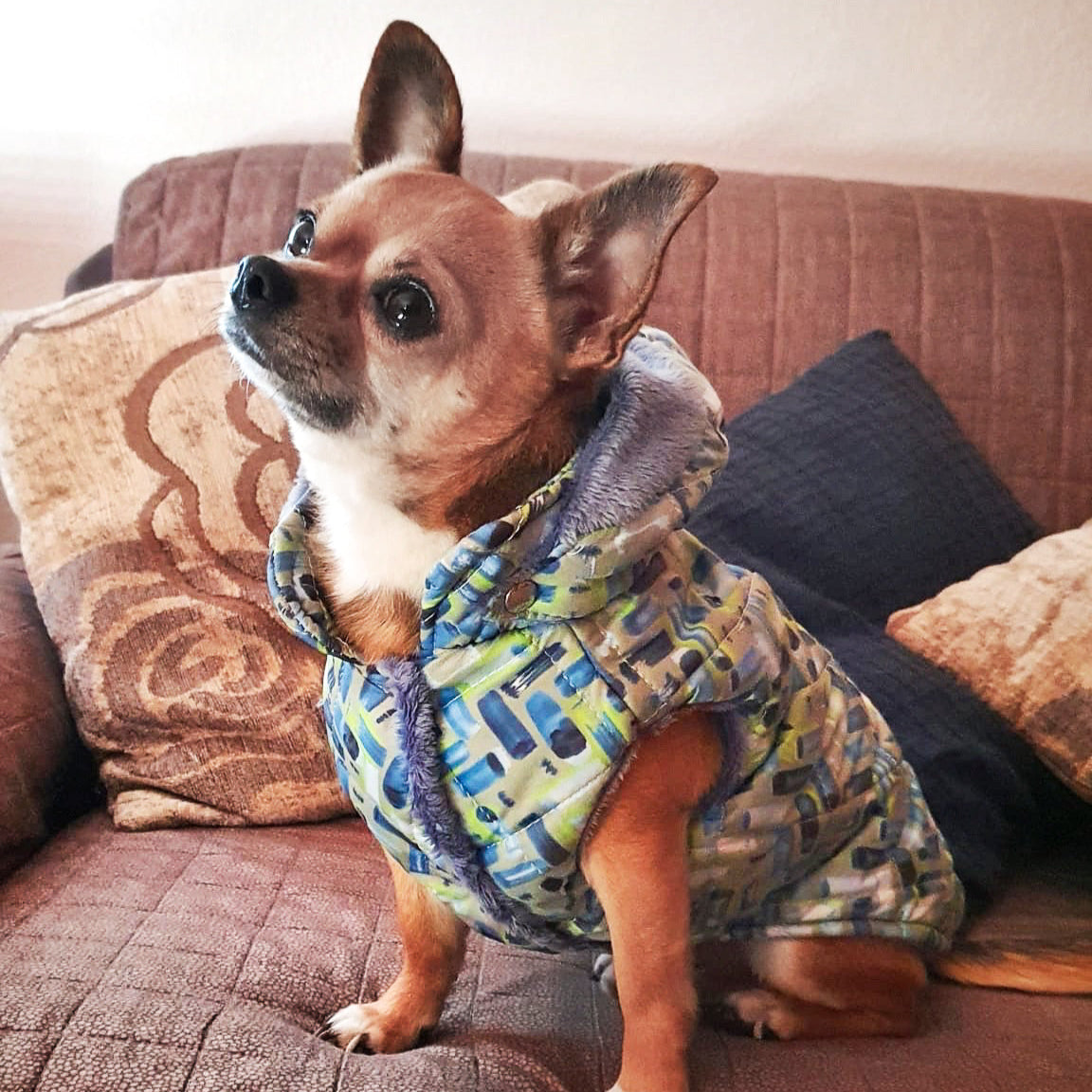 Chihuahua indossa il Piumino Albali con stampa multicolor e cappuccio