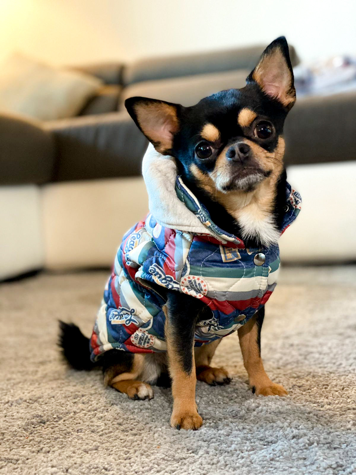Chihuahua indossa il Piumino Freccia con stampa college e cappuccio