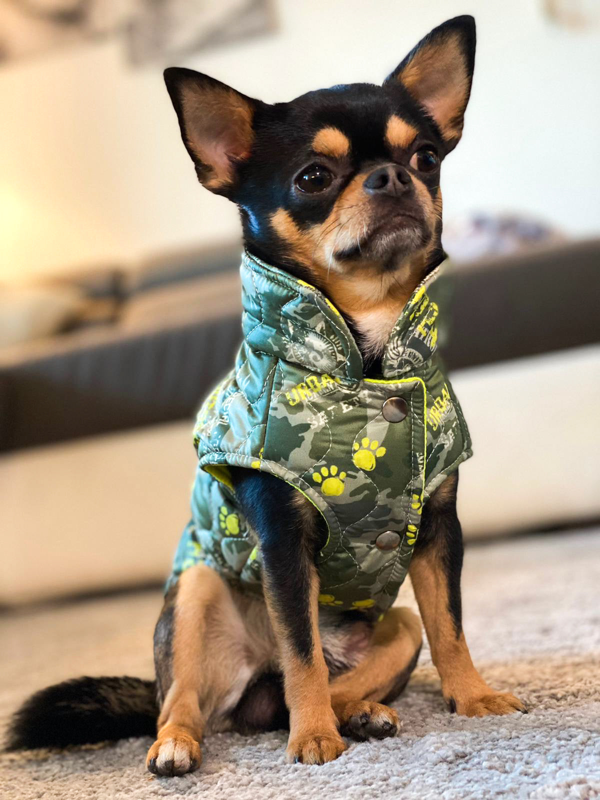 Chihuahua seduto indossa il Piumino Hercules mimetico con cappuccio